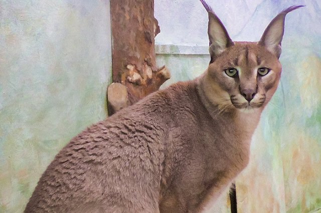В Екатеринбургском зоопарке появился новый обитатель