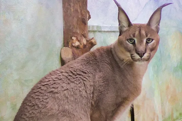 В Екатеринбургском зоопарке появился новый обитатель