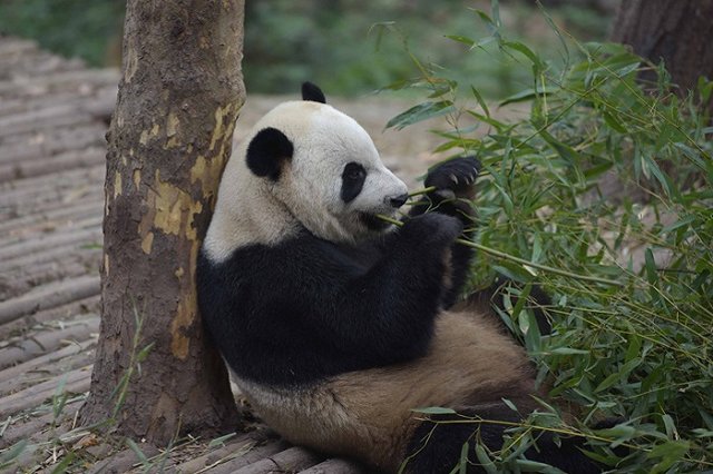 Из Харбина в Екатеринбург прилетает представительная делегация