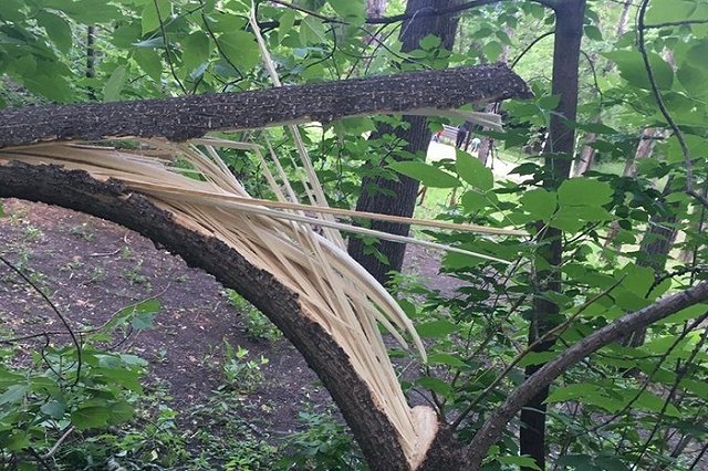 В парке Екатеринбурга сломали дерево. Администрация назвала это провокацией