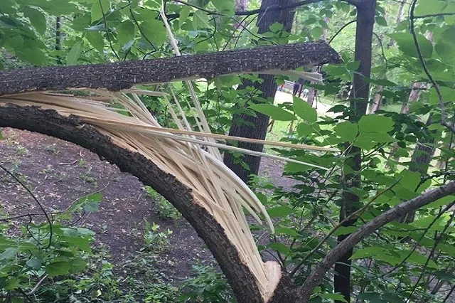 В парке Екатеринбурга сломали дерево. Администрация назвала это провокацией