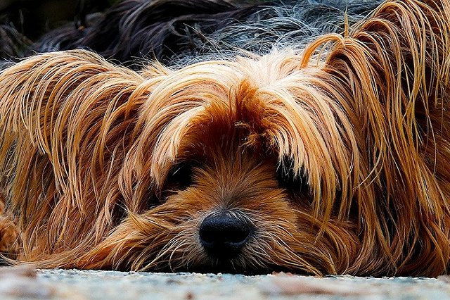 На Урале собаку засунули в мешок и привязали к ручке зоомагазина