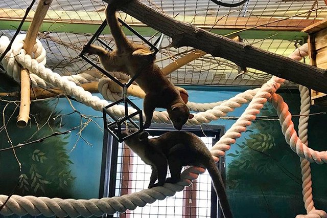 Новые зверюшки прибыли в Екатеринбургский зоопарк