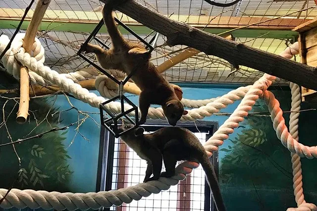 Новые зверюшки прибыли в Екатеринбургский зоопарк