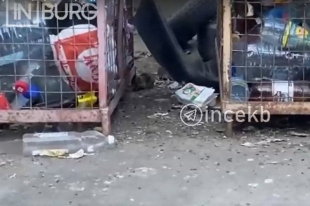 «Очень большое количество»: екатеринбуржец пожаловался на крыс, заполонивших его двор