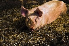 Британские военные взрывали свиней, испытывая бронежилеты