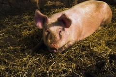 Британские военные взрывали свиней, испытывая бронежилеты