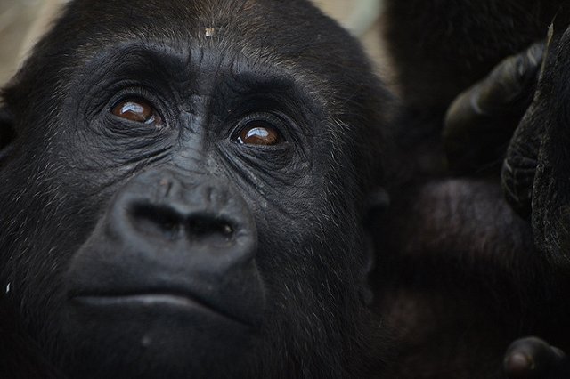 Родителей упавшего в вольер к горилле ребенка требуют наказать за гибель зверя
