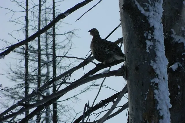 На Среднем Урале стало больше белок и тетеревов