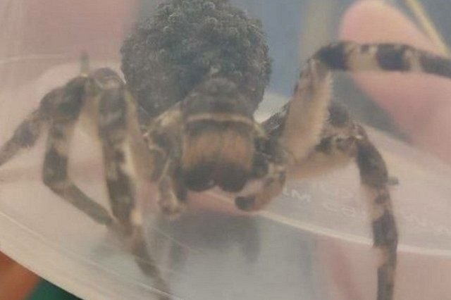 В огороде уралочки поймали гигантского ядовитого паука