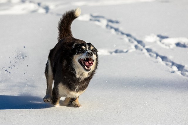 В Екатеринбурге неизвестные на квадроциклах расстреляли двух собак