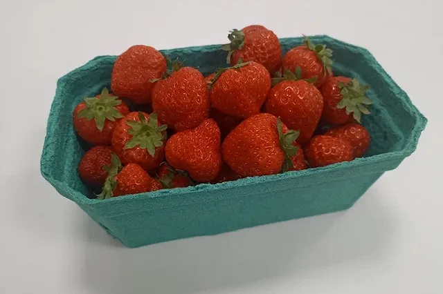 Первый промышленный урожай клубники получен в Свердловской области