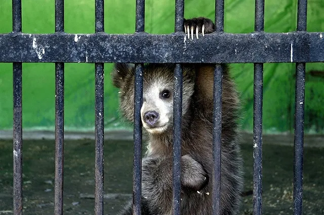 Муж искалеченной медведем томички подал на развод