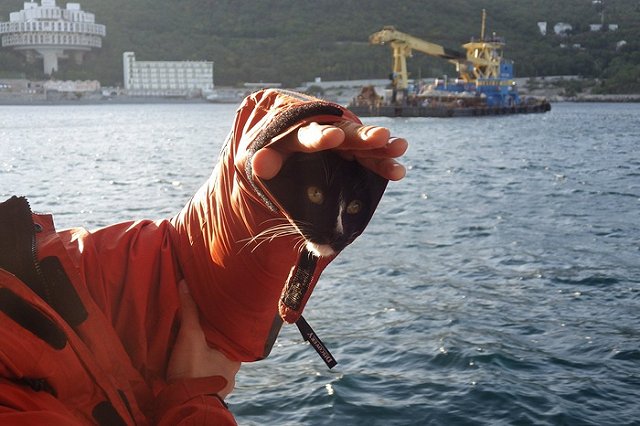 Кот Граф из Нижнего Тагила попал в ТОП-10 самых популярных котиков мира