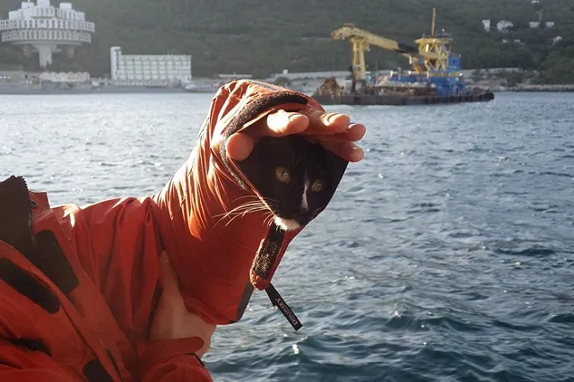 Кот Граф из Нижнего Тагила попал в ТОП-10 самых популярных котиков мира