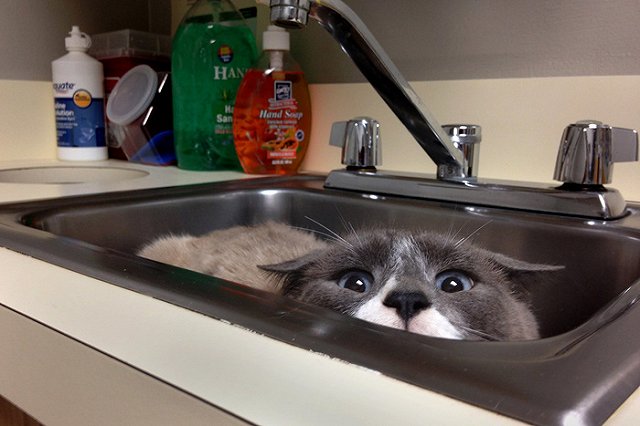 В Ирландии открылась вакансия обнимателя котов