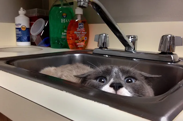 В Ирландии открылась вакансия обнимателя котов