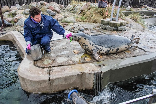Привыкших к сытой и комфортной жизни тюленей с трудом отправили в Финский залив