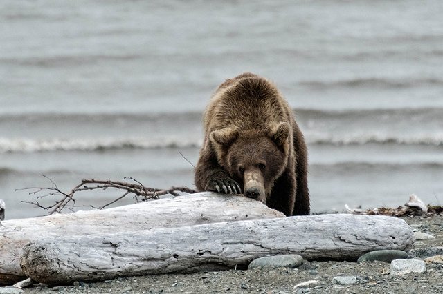 На Урале грибник отправил медведицу в нокдаун