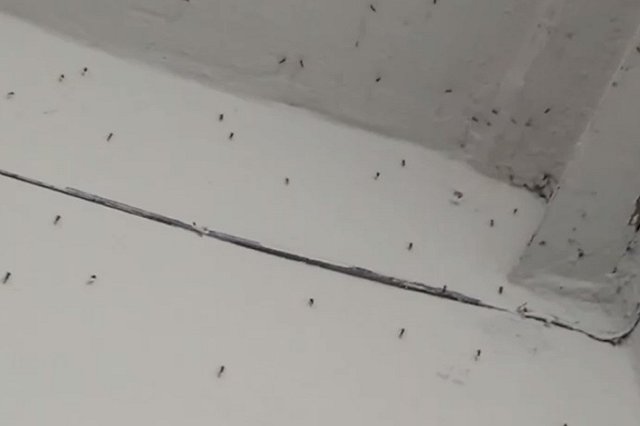 В Екатеринбурге многоэтажку терроризируют полчища комаров