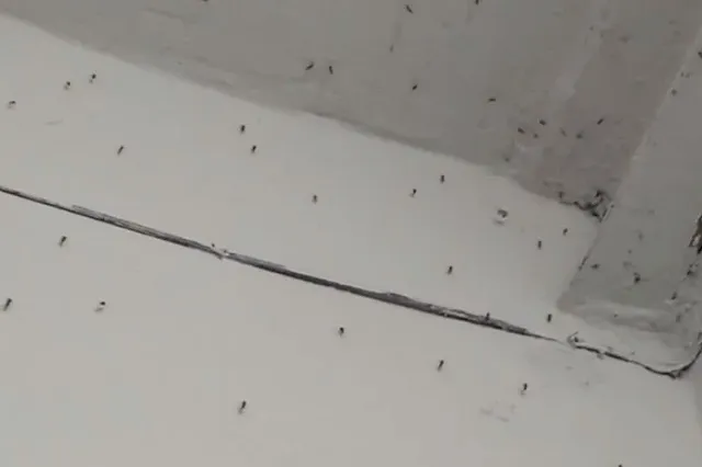 В Екатеринбурге многоэтажку терроризируют полчища комаров