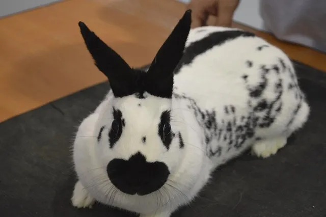 В Екатеринбурге состоятся поросячьи бега и кроличьи скачки