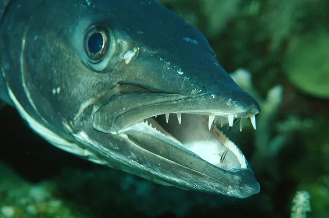 Тимати покусала хищная рыба во время отдыха на Карибских островах