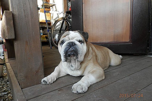 Ветврачи не смогли спасти бульдога Сэма, выброшенного хозяйкой на мороз умирать