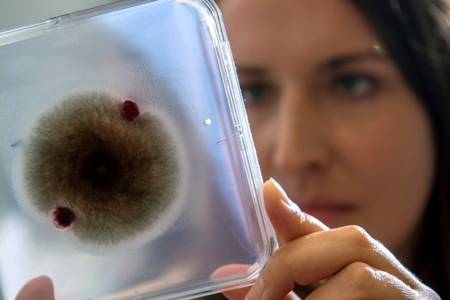 Врачи предупредили о распространении смертельной грибковой инфекции в США