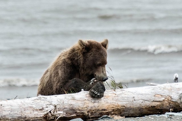 В Воронеже вынесли приговор владельцу убившего человека медведя