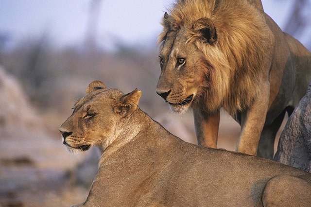 В Германии поймали стаю хищников, сбежавших из зоопарка