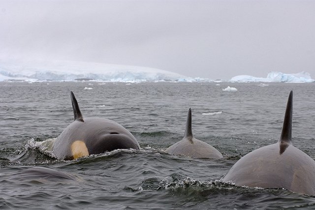В Охотском море косатки напали на рыбацкую лодку, один человек пропал