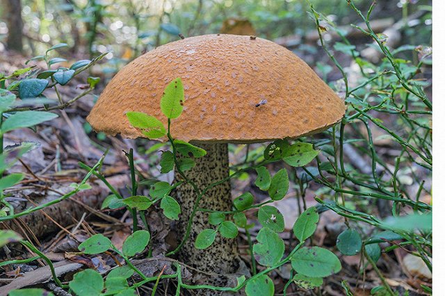 Минприроды опровергло информацию об ужесточении правил сбора грибов и ягод