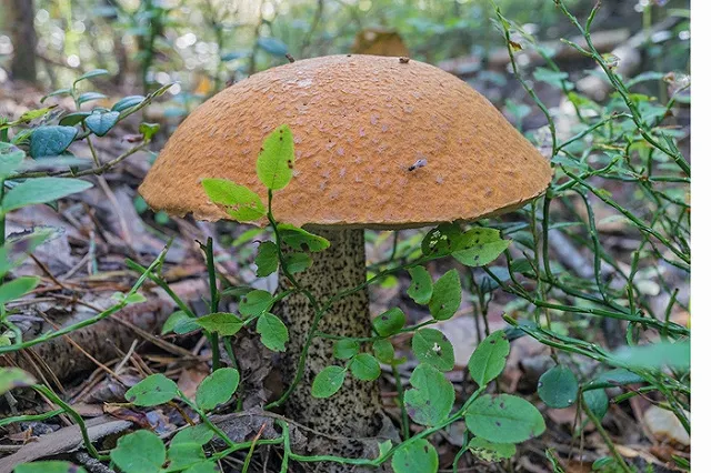 Минприроды опровергло информацию об ужесточении правил сбора грибов и ягод