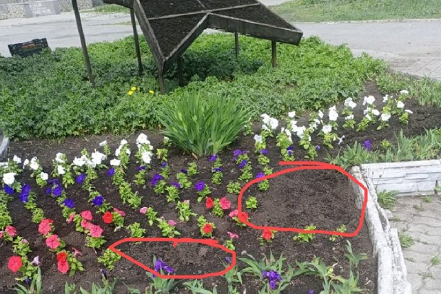 В Екатеринбурге разорили клумбу, которую сделали в цветах российского флага