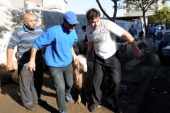 Жителям Дамаска разрешили есть кошек и собак