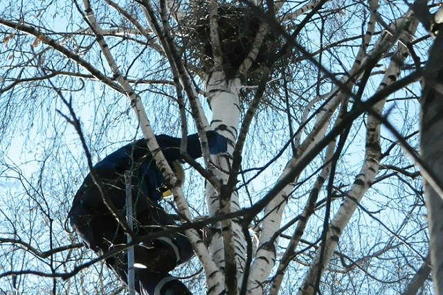 В Нижнем Тагиле агрессивные вороны лишились гнезда