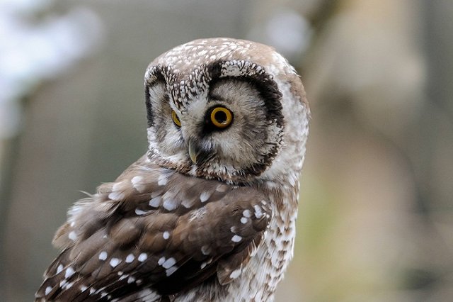 Орнитологи в челябинском нацпарке «Таганай» построят «дома» для сов