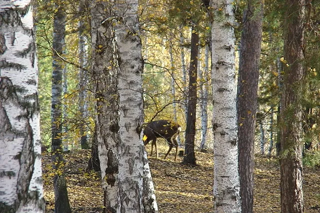 Путин наградил посмертно южноуральского егеря, погибшего от пули браконьера