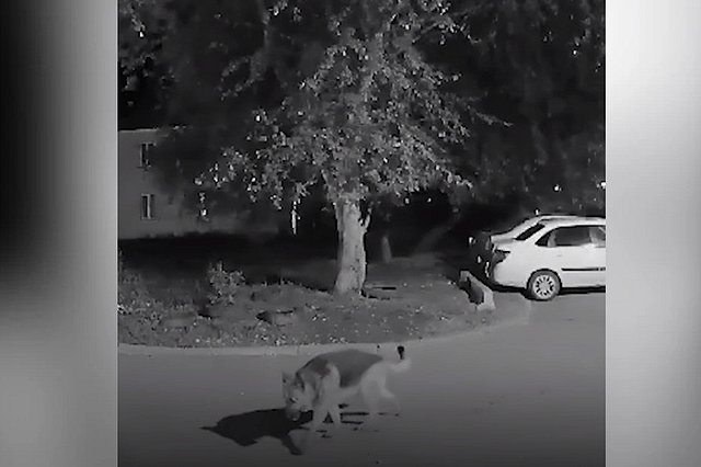 В Екатеринбурге живодер зарезал ножом свою собаку