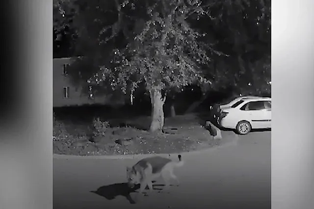 В Екатеринбурге живодер зарезал ножом свою собаку