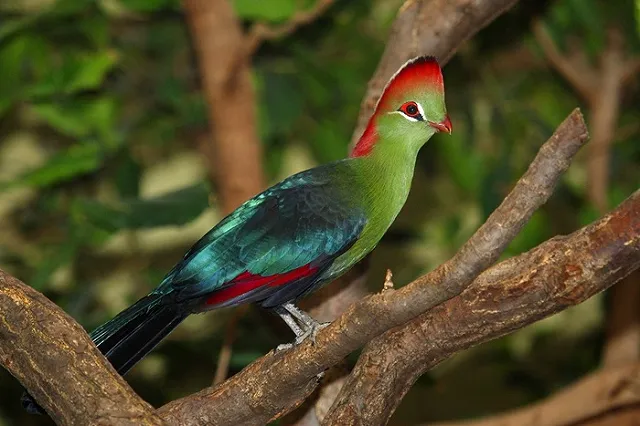 Тропические птицы активно размножаются в Екатеринбурге