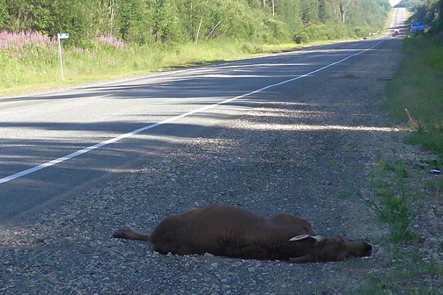 Сразу два ДТП с участием животных произошли в минувшие выходные в области