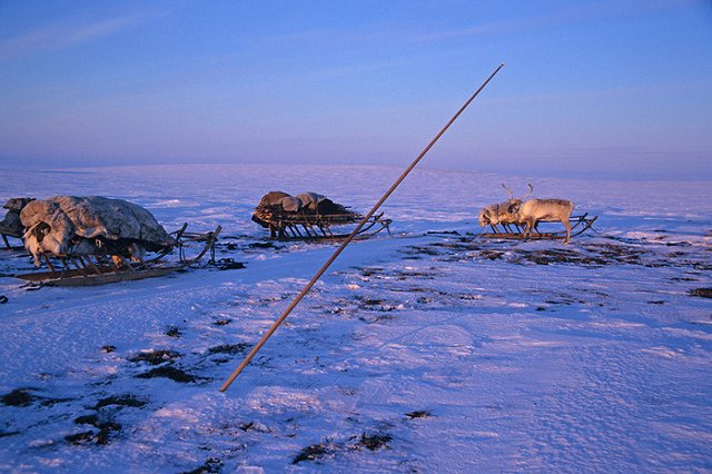 Восемь кочевников Ямала заразились сибирской язвой, скончался 12-летний мальчик