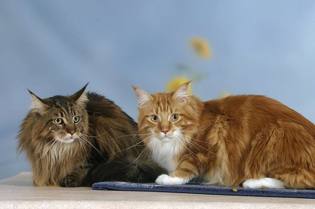 В Ирландии идет набор на вакансию обнимателя котов