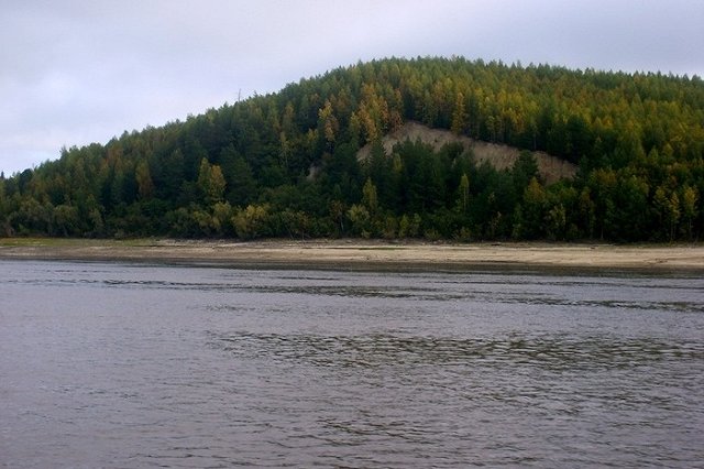 В тюменском селе медведь в поисках пищи перевернул баки на школьном дворе