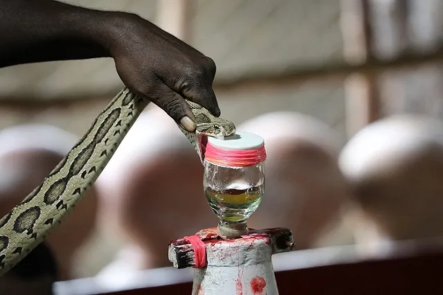 Гены как у змей: люди вполне могли бы обладать ядовитой слюной