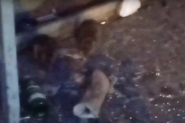 Екатеринбуржцы заметили крыс на автобусной остановке