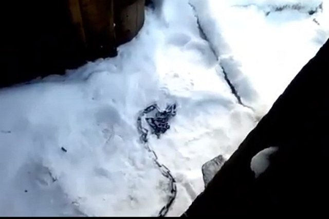 Волки «снимают» собак. Серые стаи терроризируют Серовский район