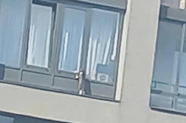 В Екатеринбурге спасли кота, застрявшего на 21-ом этаже